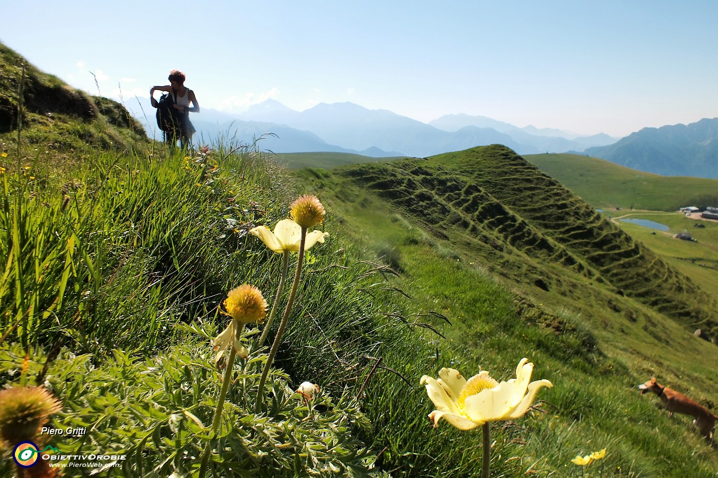 10 Pulsatilla alpina sulfurea.JPG